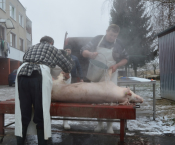 Obecná zabíjačka a klobasiáda 09.01.2016